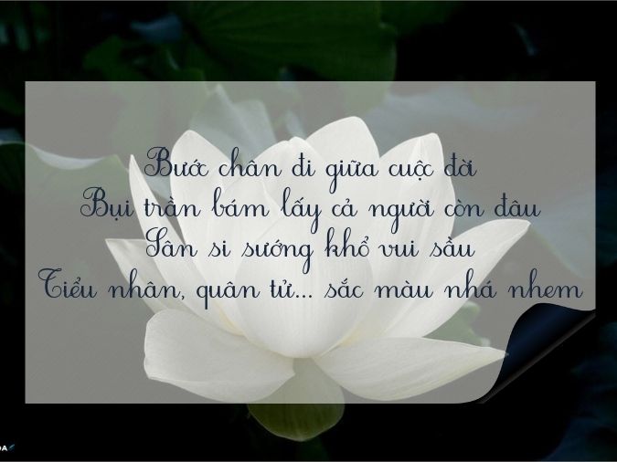 Tuyển tập thơ về hoa sen - biểu tượng của nét đẹp Việt Nam 9