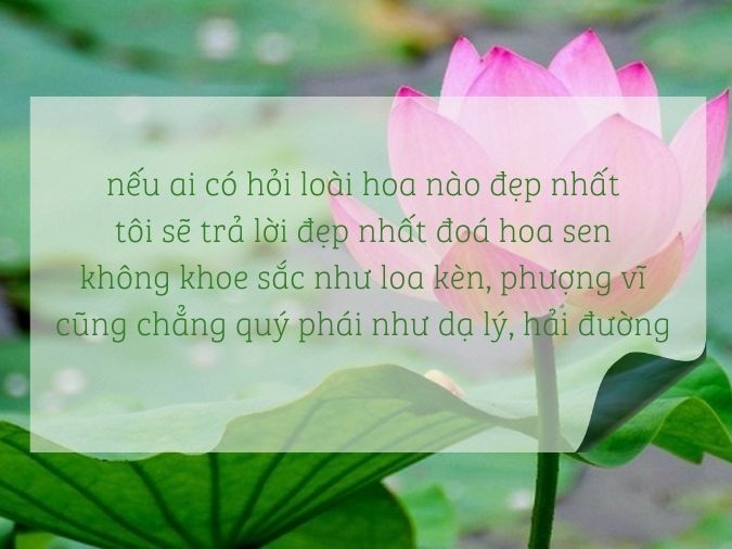 Tuyển tập thơ về hoa sen - biểu tượng của nét đẹp Việt Nam 2