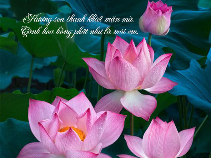 Hoa sen không chỉ là biểu tượng của tinh thần truyền thống Việt Nam, mà còn là loài hoa tượng trưng cho tình yêu và sự tỏ tình. Những hình ảnh hoa sen trong tình huống đặc biệt nhất chắc chắn sẽ khiến bạn vừa cười vừa thấy xúc động.